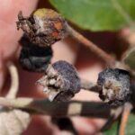 As bacterioses das plantas: como tratá-las e evitá-las?
