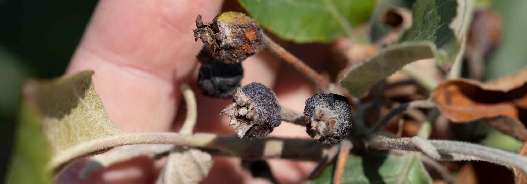 As bacterioses das plantas: como tratá-las e evitá-las?
