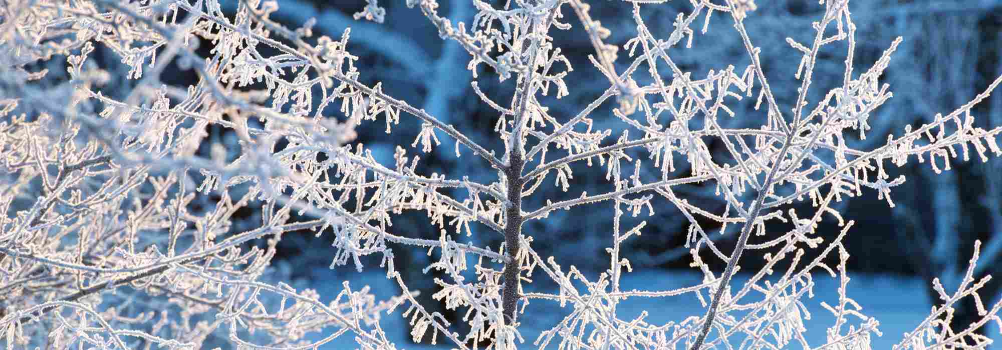 O frio, um aliado natural no jardim