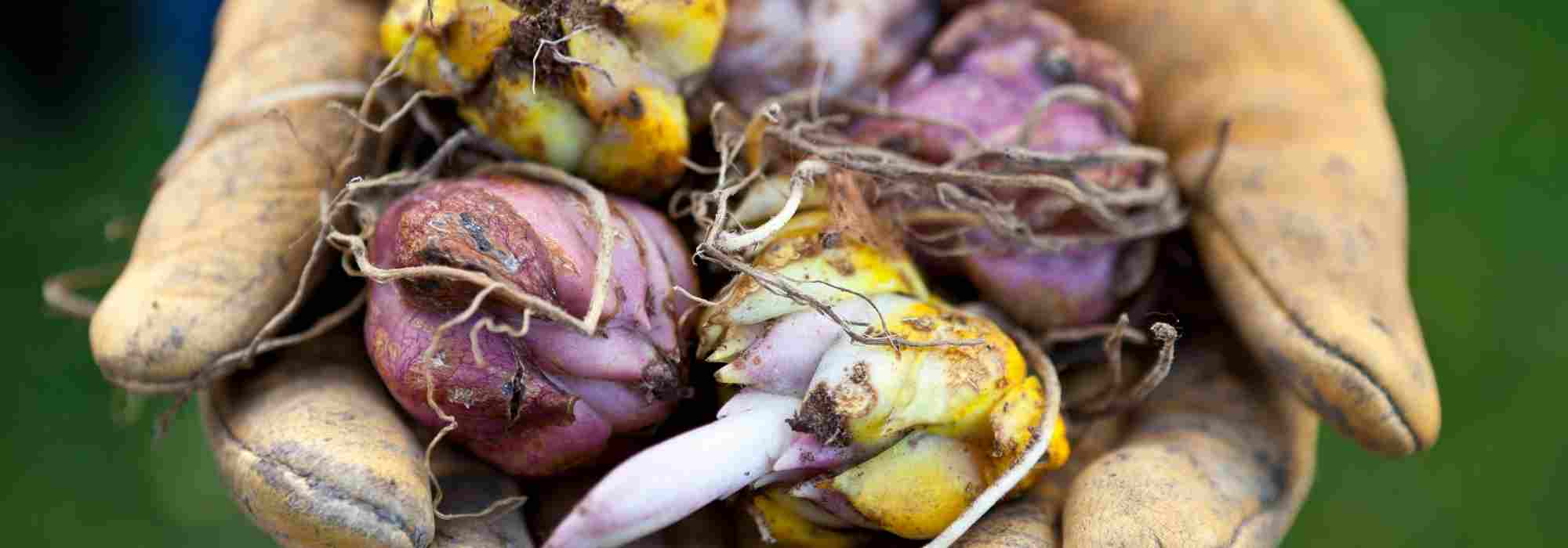 Os 7 bolbos de primavera com flores púrpuras para cultivar no jardim