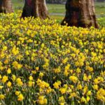 10 bolbos de primavera indispensáveis com flores amarelas