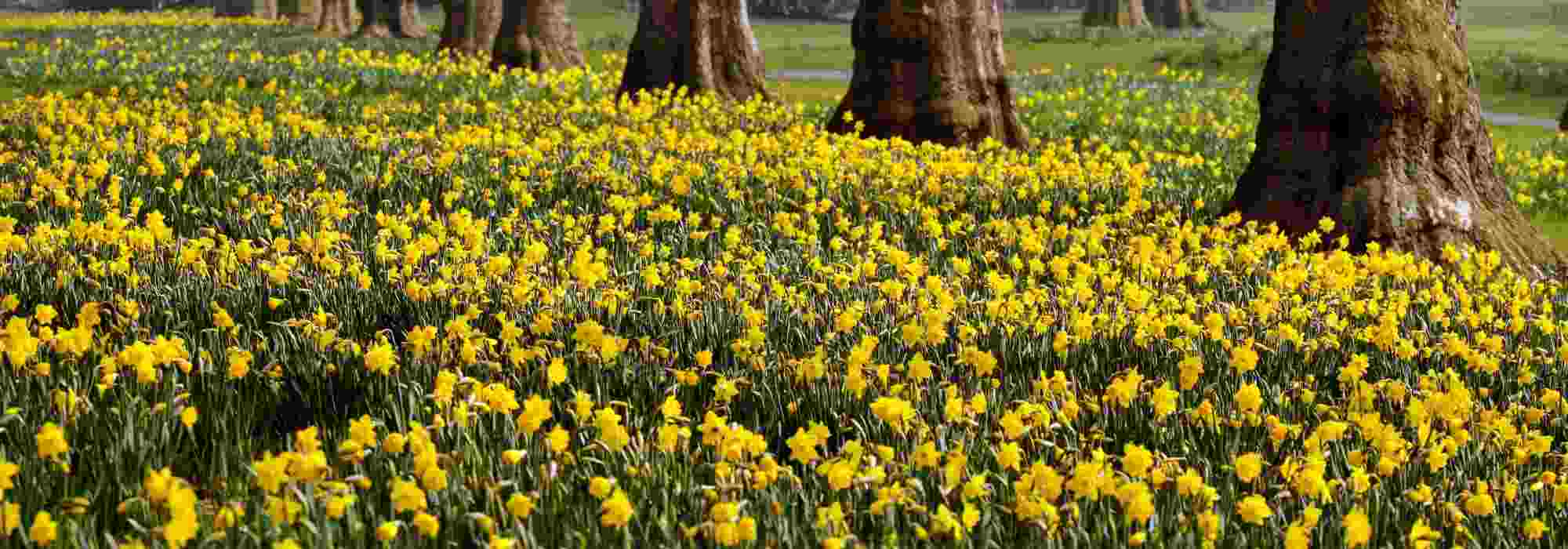 10 bolbos de primavera indispensáveis com flores amarelas
