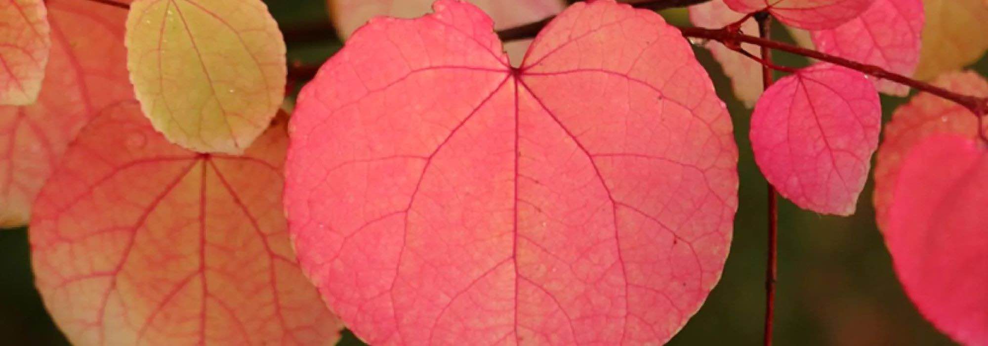 Como escolher bem uma árvore-do-caramelo ou um Cercidiphyllum?