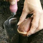 Como plantar os bolbos de primavera em plena terra?