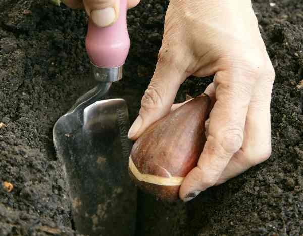 Como plantar os bolbos de primavera em plena terra?
