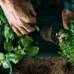 Como plantar plantas aromáticas no jardim?