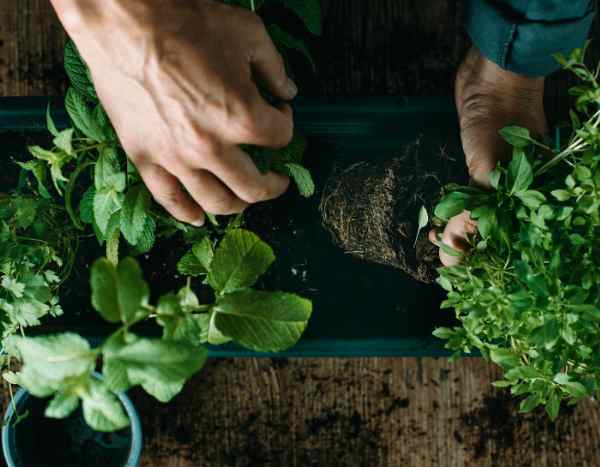 Como plantar plantas aromáticas no jardim?