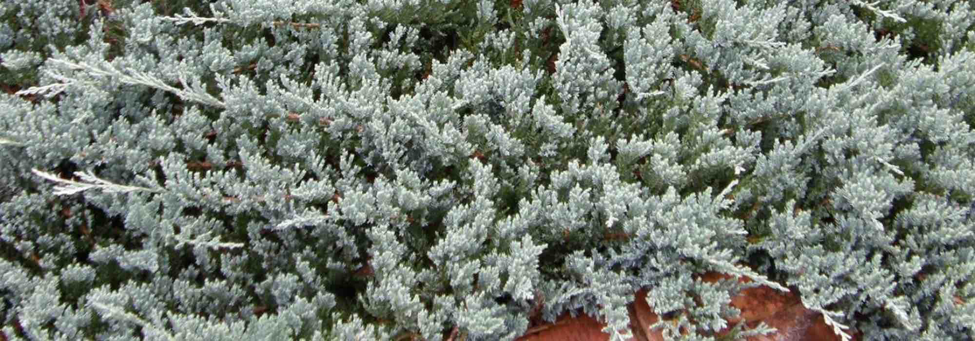 Coníferas anãs: perfeitas para jardins pequenos