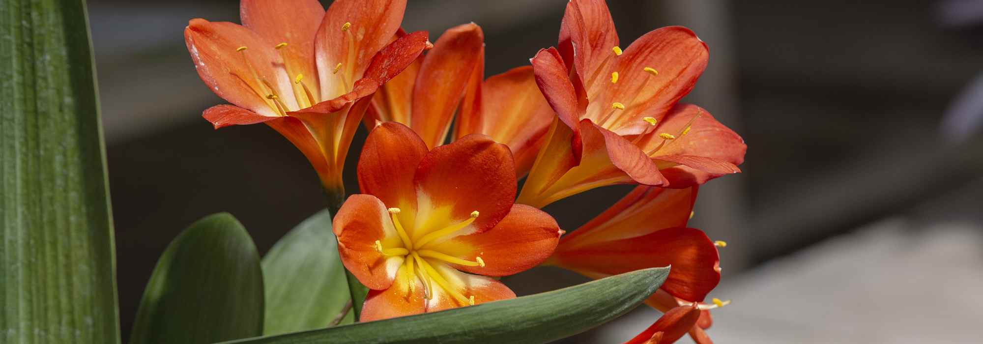 Cultivar um Clivia no interior