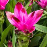 Cultivar o açafrão-da-índia em vaso: todos os nossos conselhos