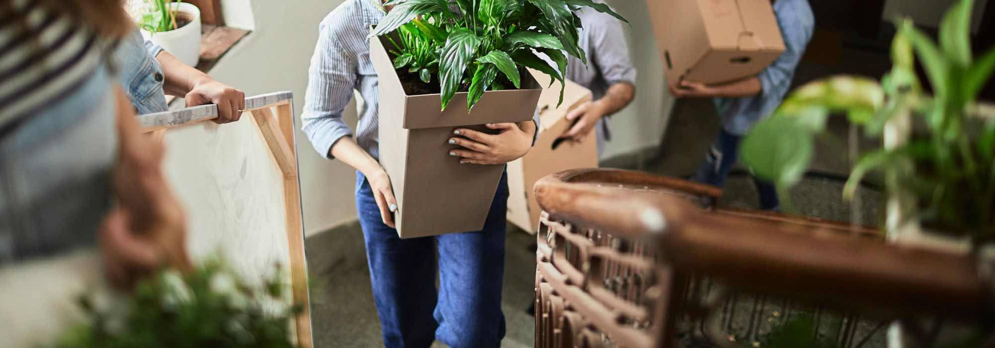 Como transportar as plantas sem as danificar?