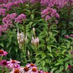 Inflorescências: tudo sobre as diferentes formas de floração das plantas