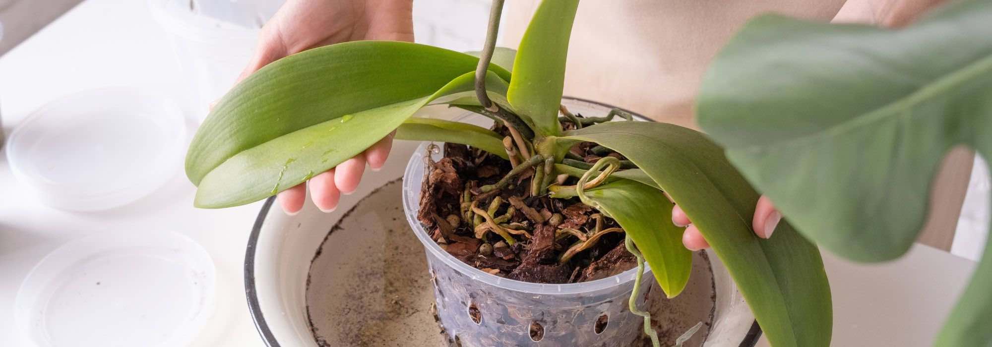 Os cuidados das orquídeas Phalaenopsis ao longo das estações