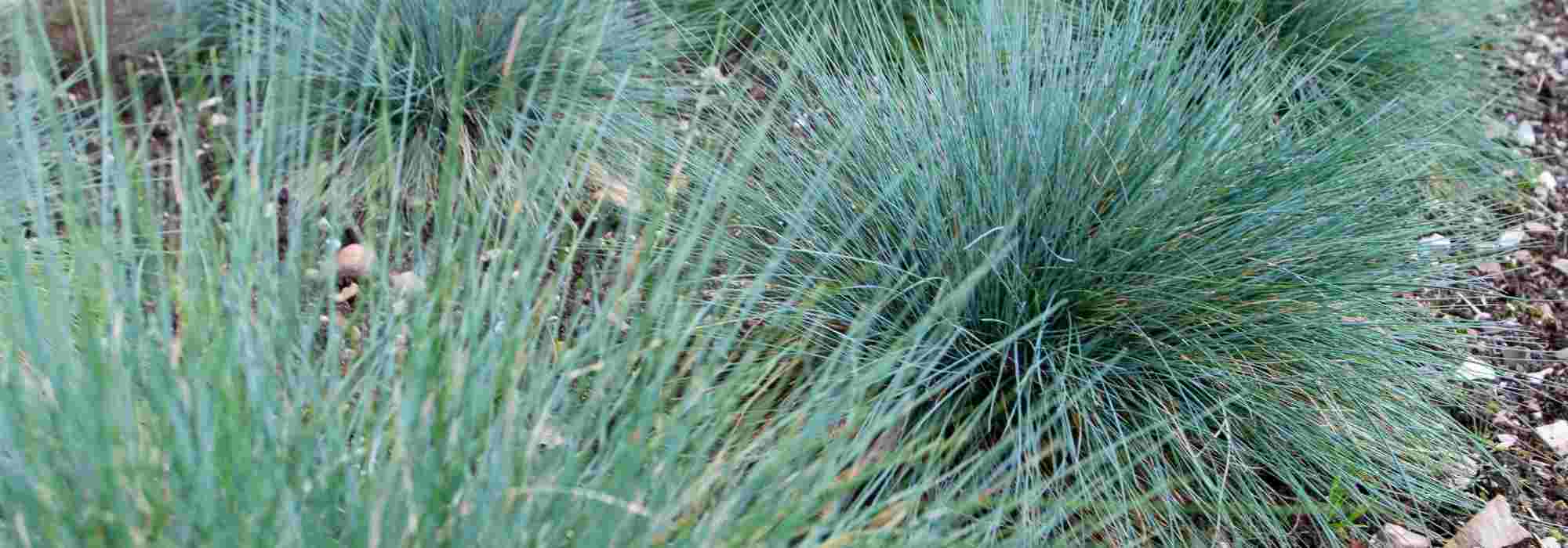 Que gramíneas plantar num jardim pequeno?