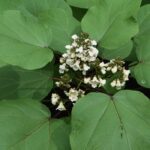 Plantar e cultivar uma catalpa em vaso