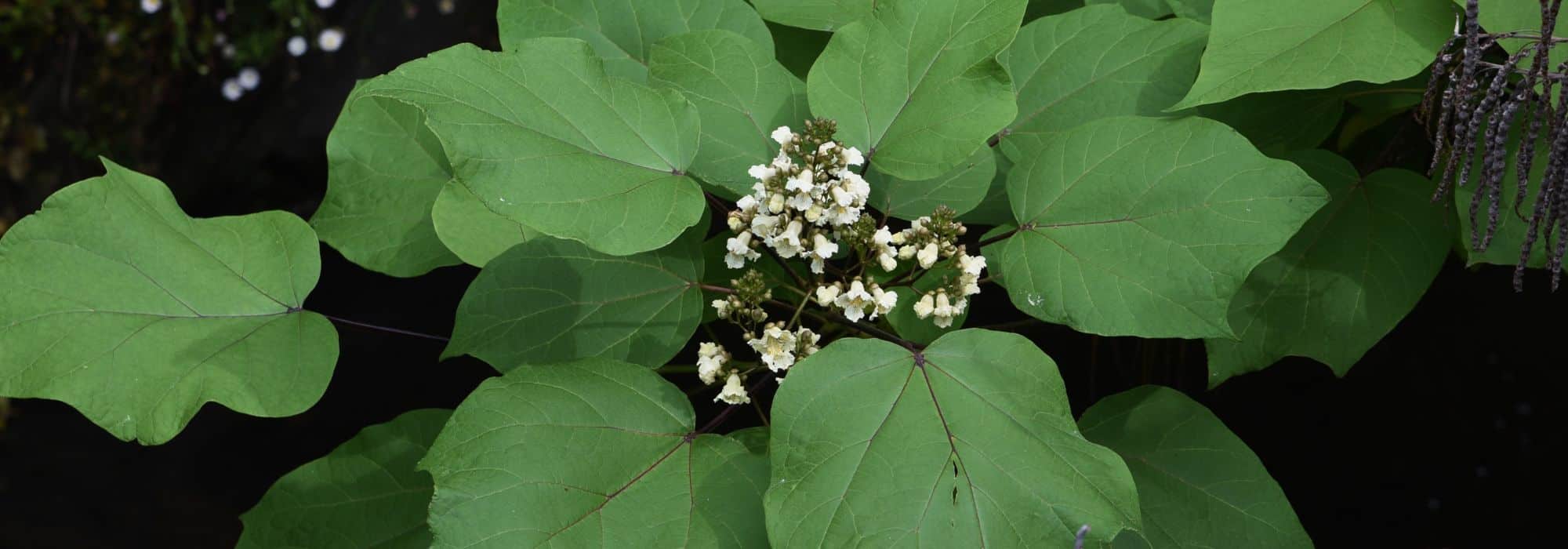 Plantar e cultivar uma catalpa em vaso