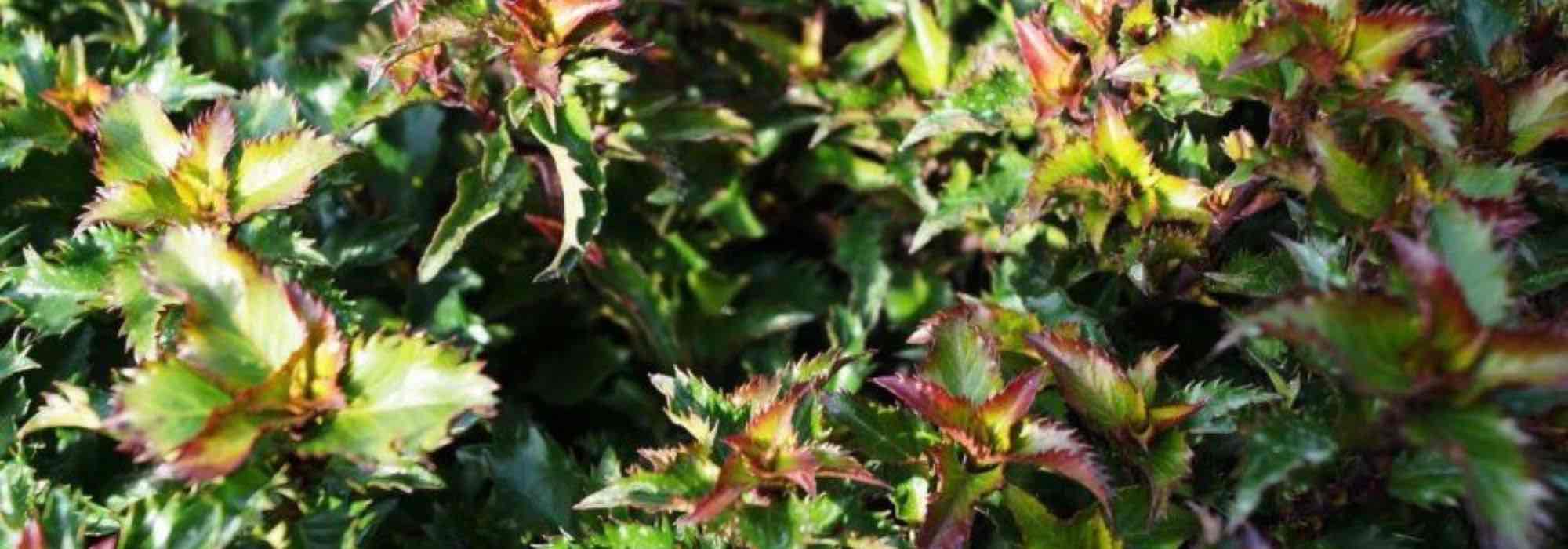 Azevinhos anões: variedades para estruturar o jardim e o terraço