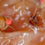 Mosca-asiática: que praga temível das fruteiras é esta?