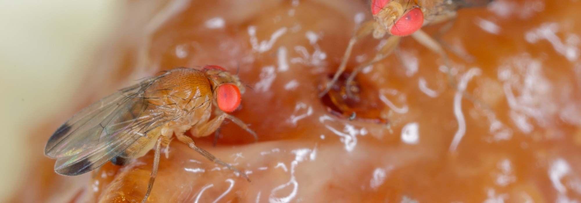 Mosca-asiática: que praga temível das fruteiras é esta?