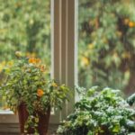 As plantas de interior ideais para divisões com pouca luz