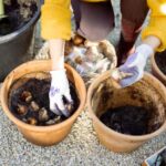 Como plantar bolbos de primavera em vaso ou numa floreira?