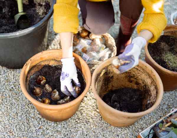 Como plantar bolbos de primavera em vaso ou numa floreira?