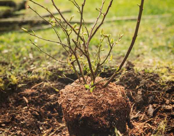 Como plantar um arbusto?