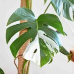 Quando as folhas perdem a cor: o mundo das plantas albinas