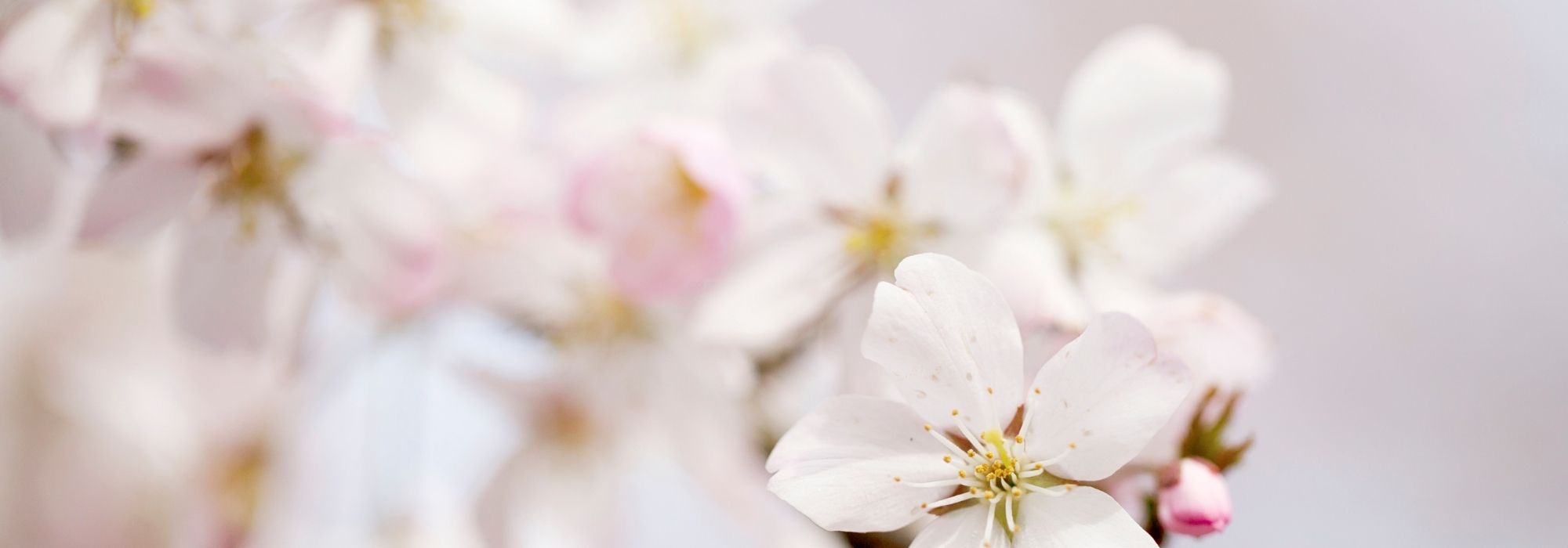 Que cerejeiras ornamentais de flores brancas escolher para o seu jardim?