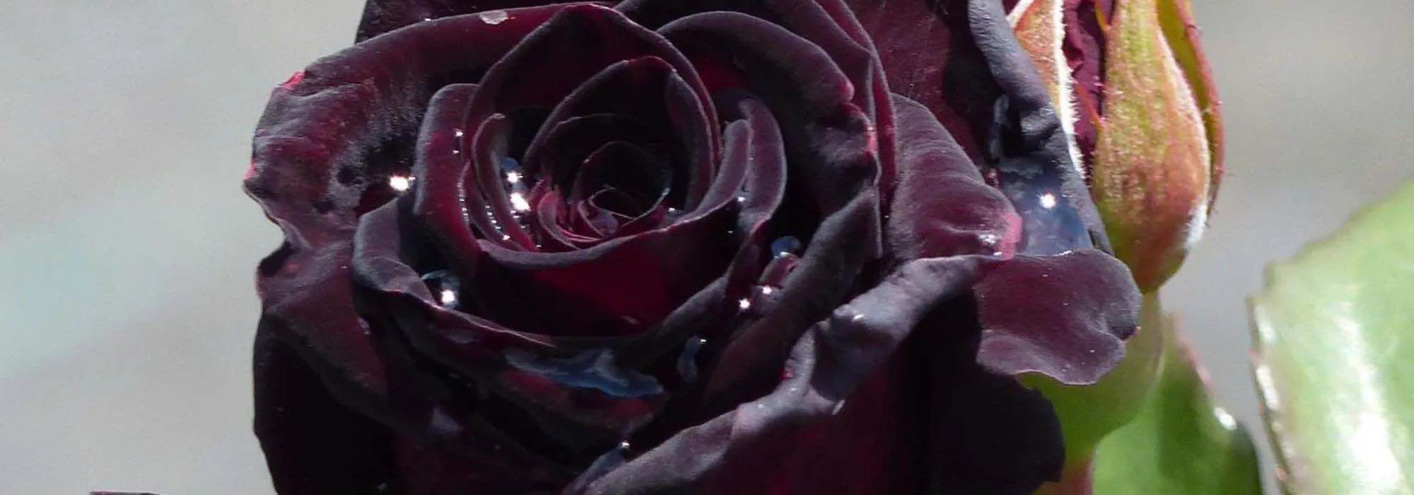Raros e fascinantes: adote arbustos e roseiras de flores negras