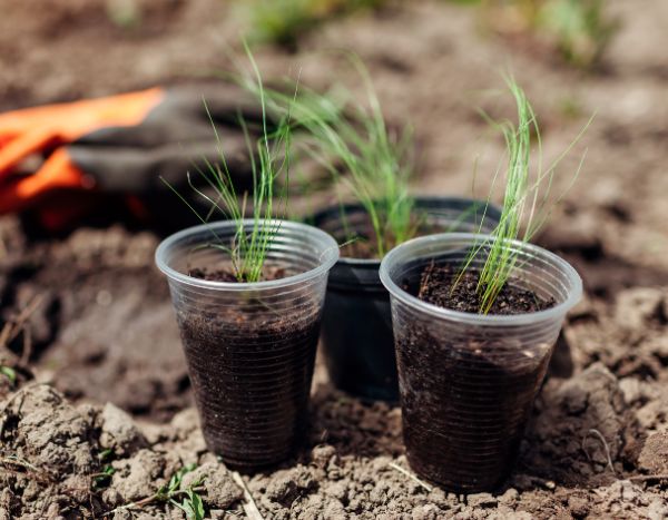 Como semear a estipa?