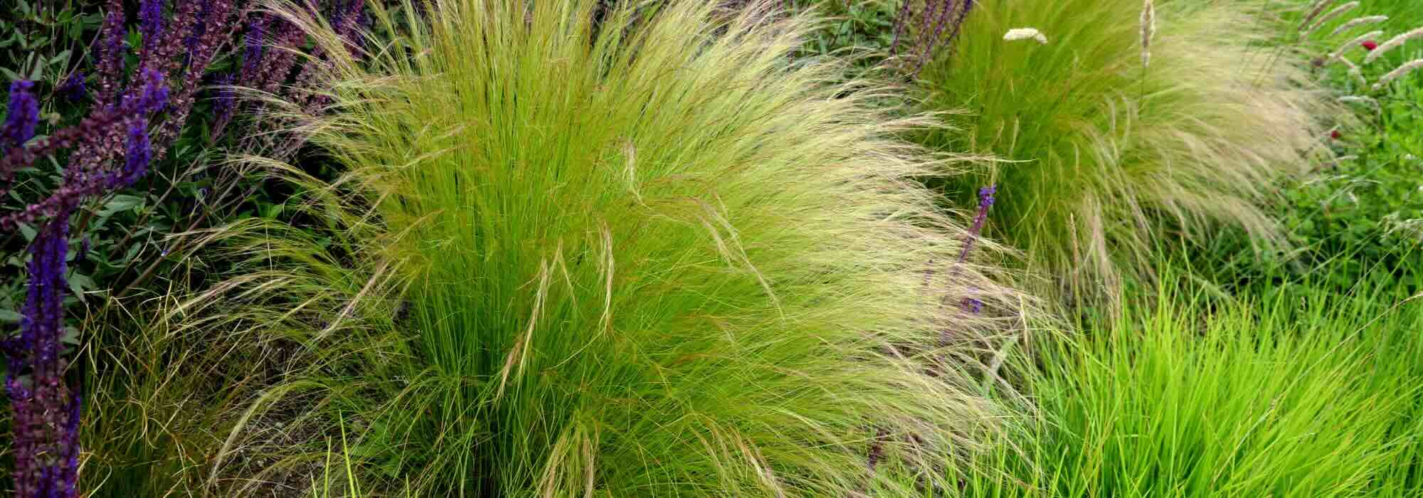 Stipa: que variedade escolher para o seu jardim?