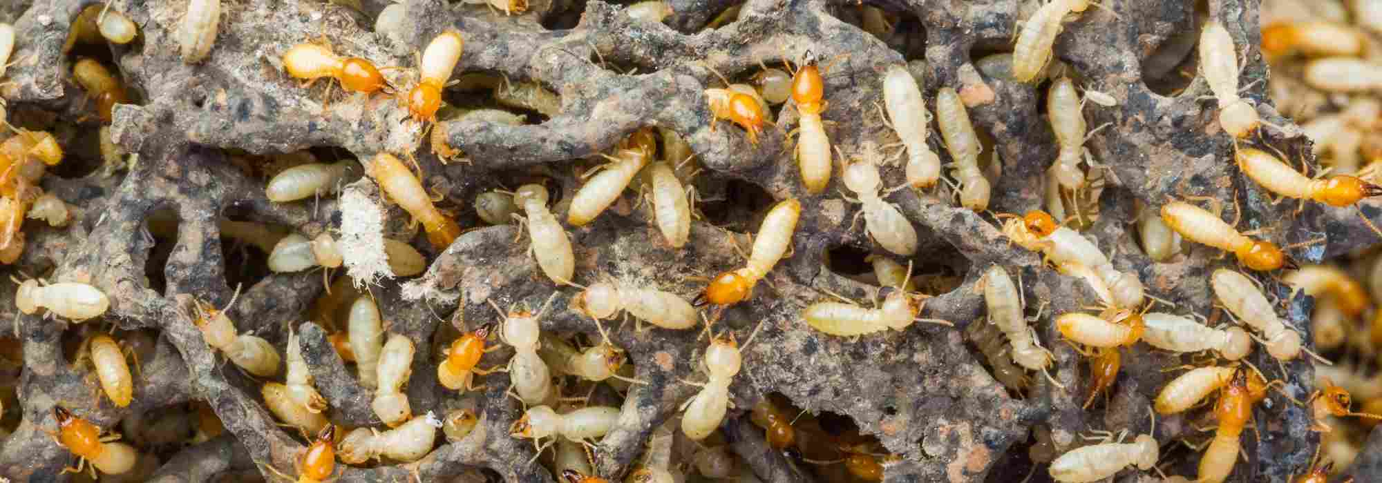 Térmitas: o flagelo oculto do seu jardim e da sua casa?