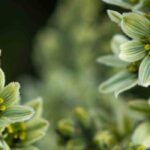 Descubra as plantas perenes de flores verdes, joias do mundo vegetal
