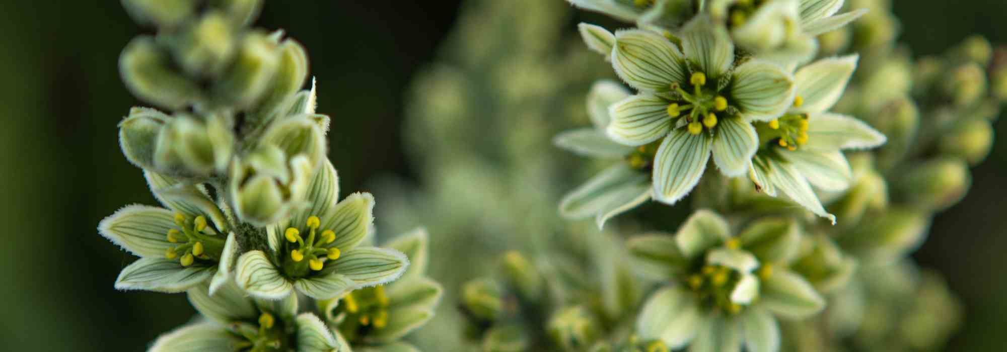 Descubra as plantas perenes de flores verdes, joias do mundo vegetal
