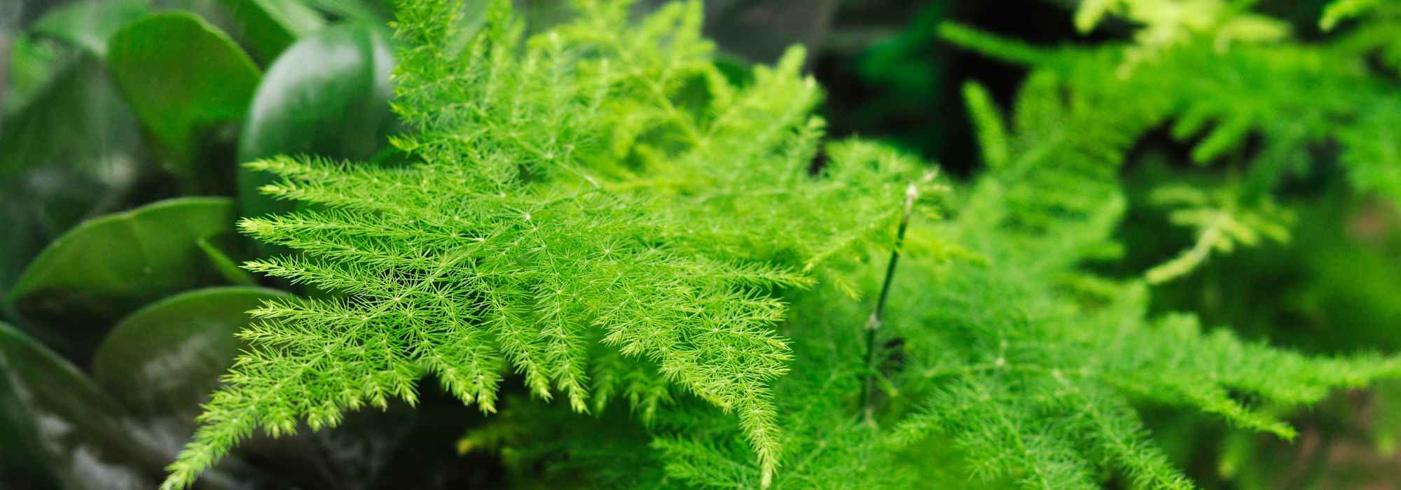 Espargo de interior: cultivo e cuidados