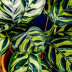 Calátea: variedades, cultivo e cuidados