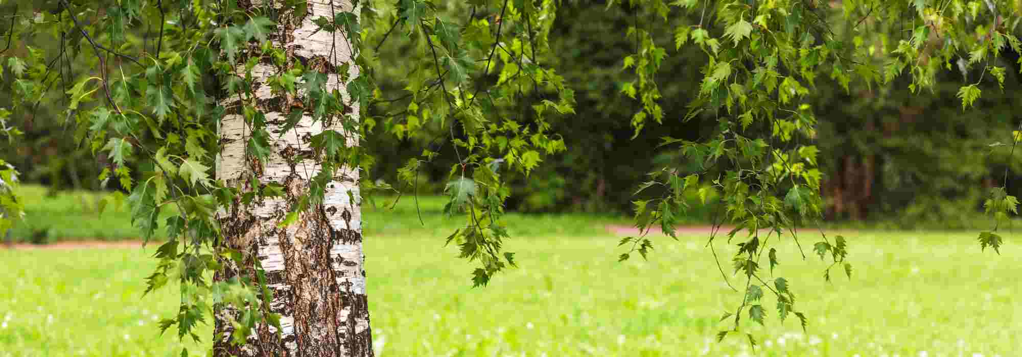 Jardinagem para principiantes: escolher uma árvore adequada ao seu jardim em 6 passos simples