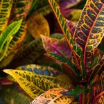 O cróton: plantação, cultivo e manutenção