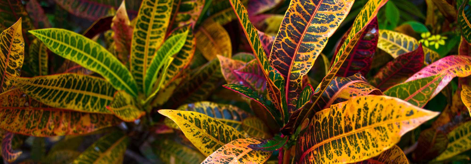 O cróton: plantação, cultivo e manutenção