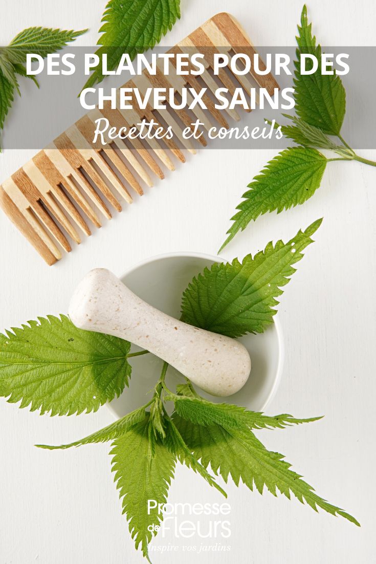 Cuidados detox 100% naturais para o seu cabelo