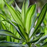 Dracena: plantação, cultivo e cuidados
