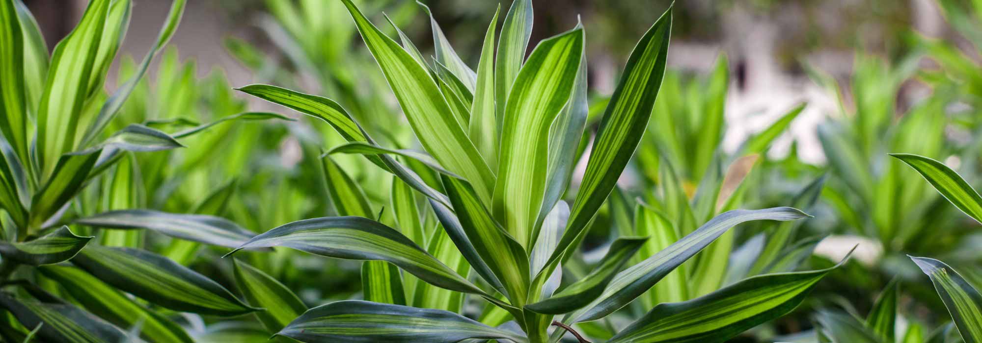 Dracena: plantação, cultivo e cuidados