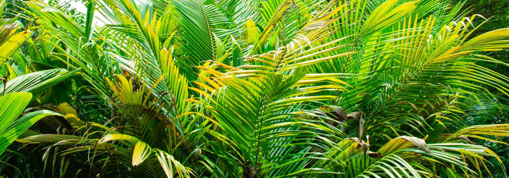 Dypsis - Palmeira-areca: cultivo e cuidados