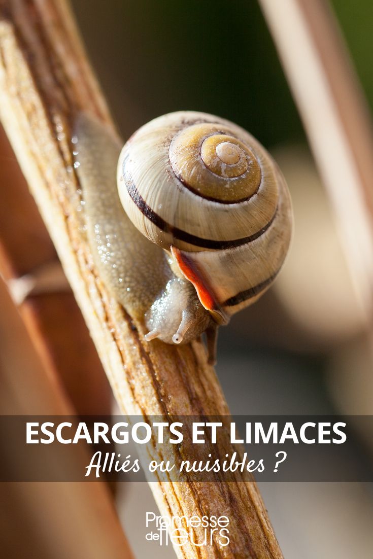 caracol-de-jardim