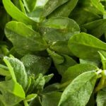 Como cultivar feno-grego?