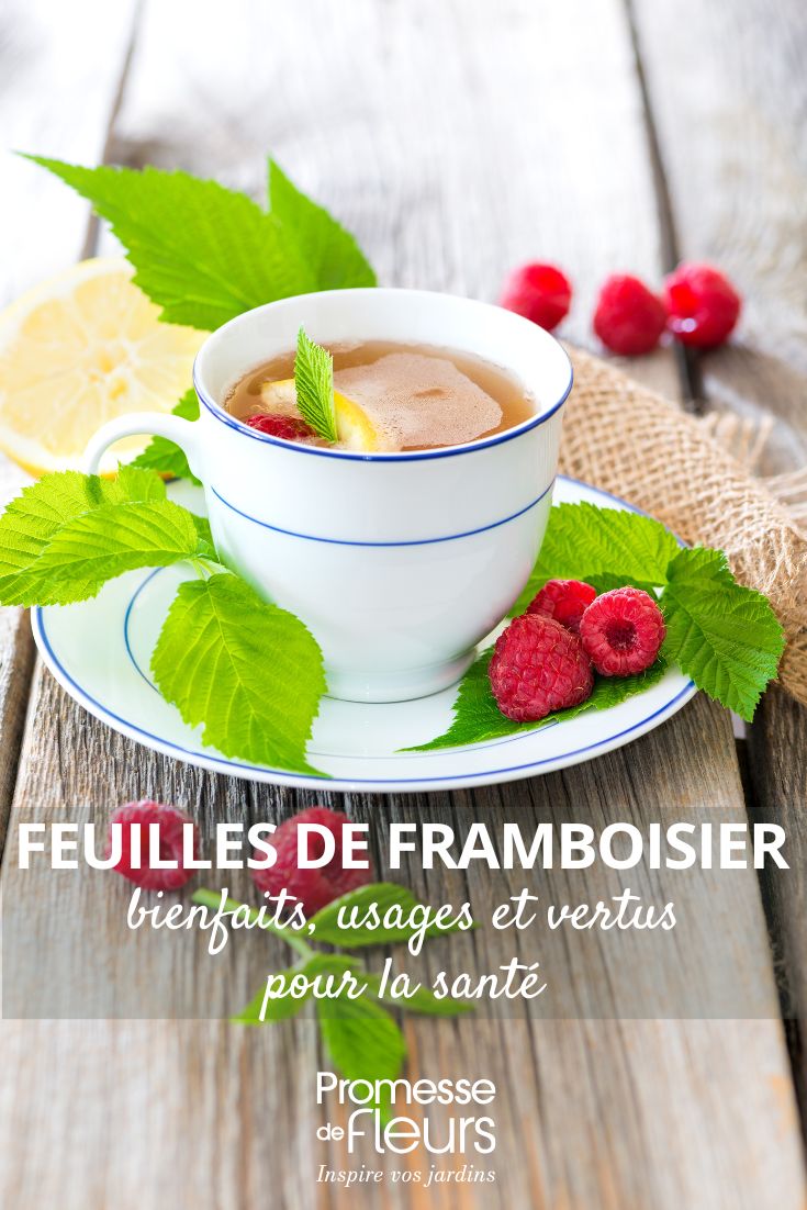 fitoterapia folhas de framboeseiro
