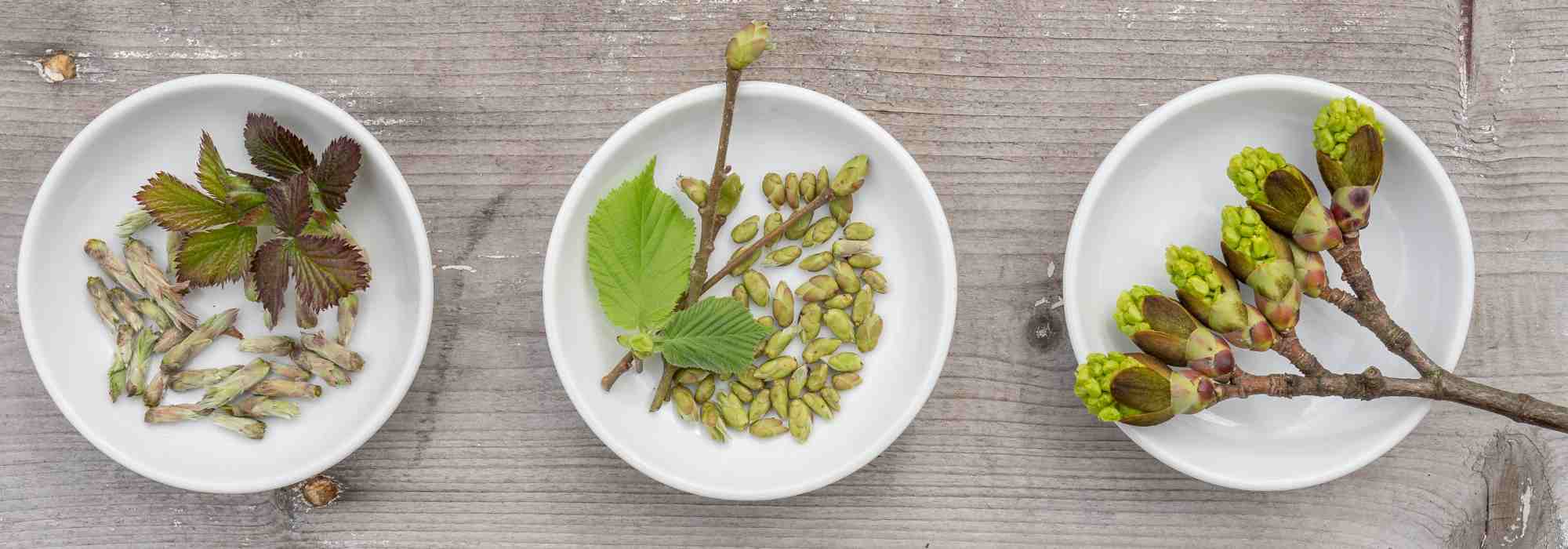 A gemoterapia: a energia vital dos gomos