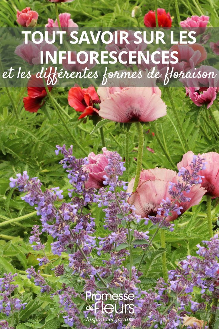 as flores e as suas formas