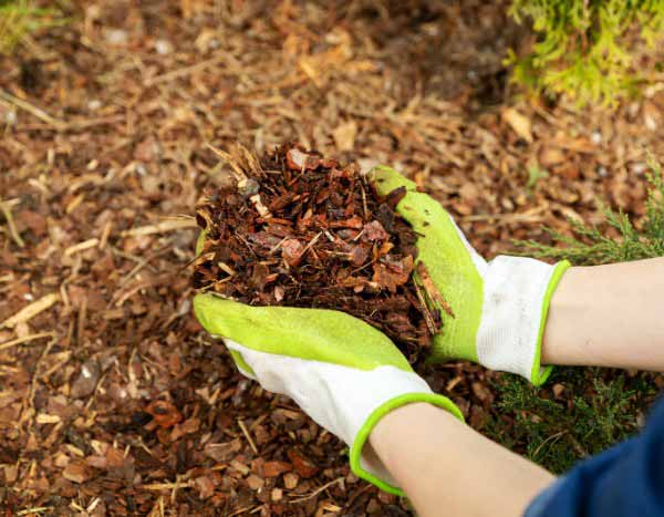 Jardinagem para principiantes: cubra o seu jardim com cobertura do solo em 5 passos simples